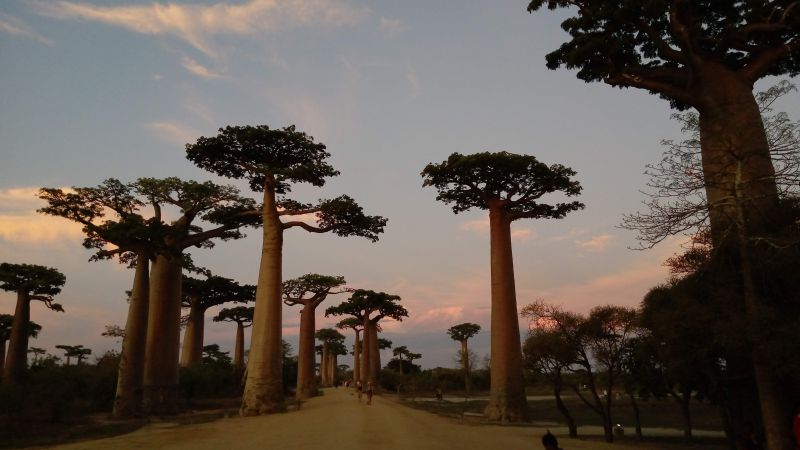 Baobab-Soul-of-Madagascar