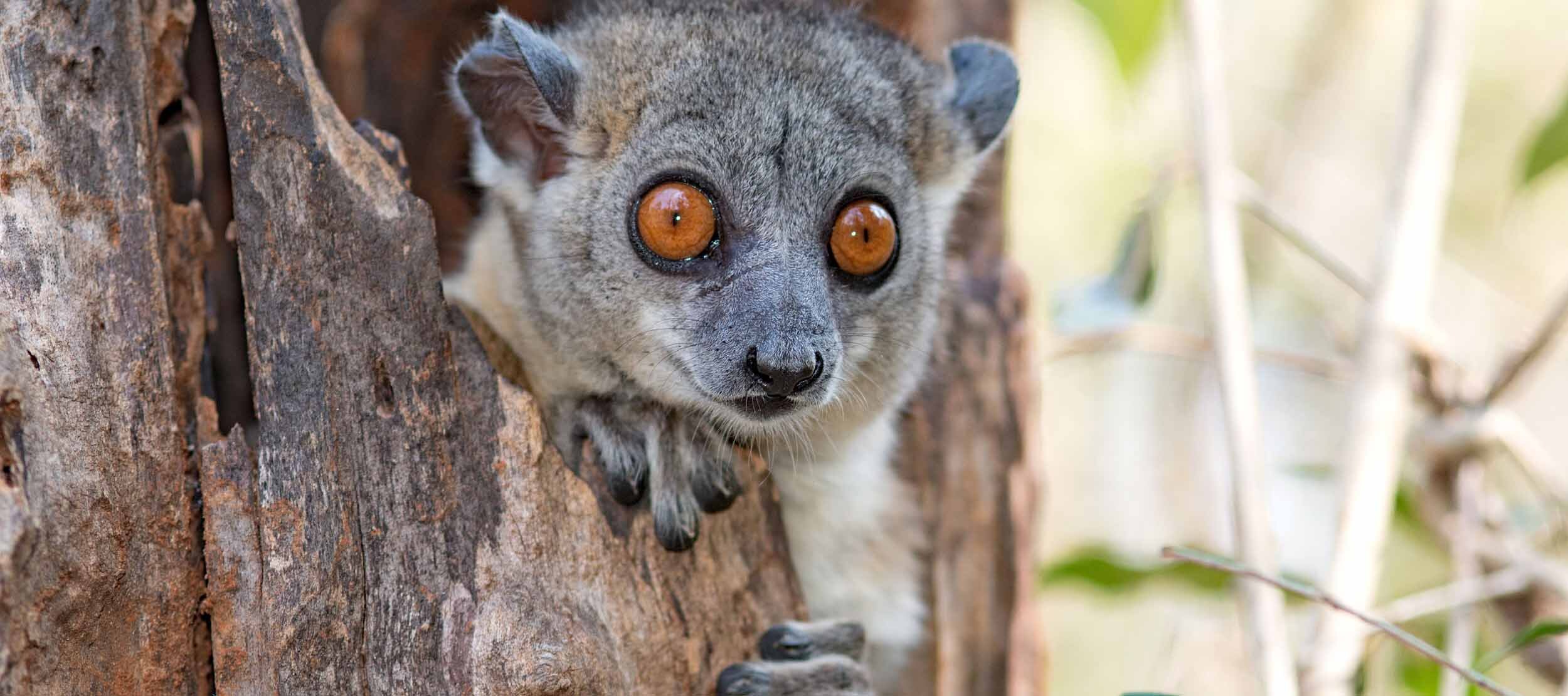 Lemurien Madagascar