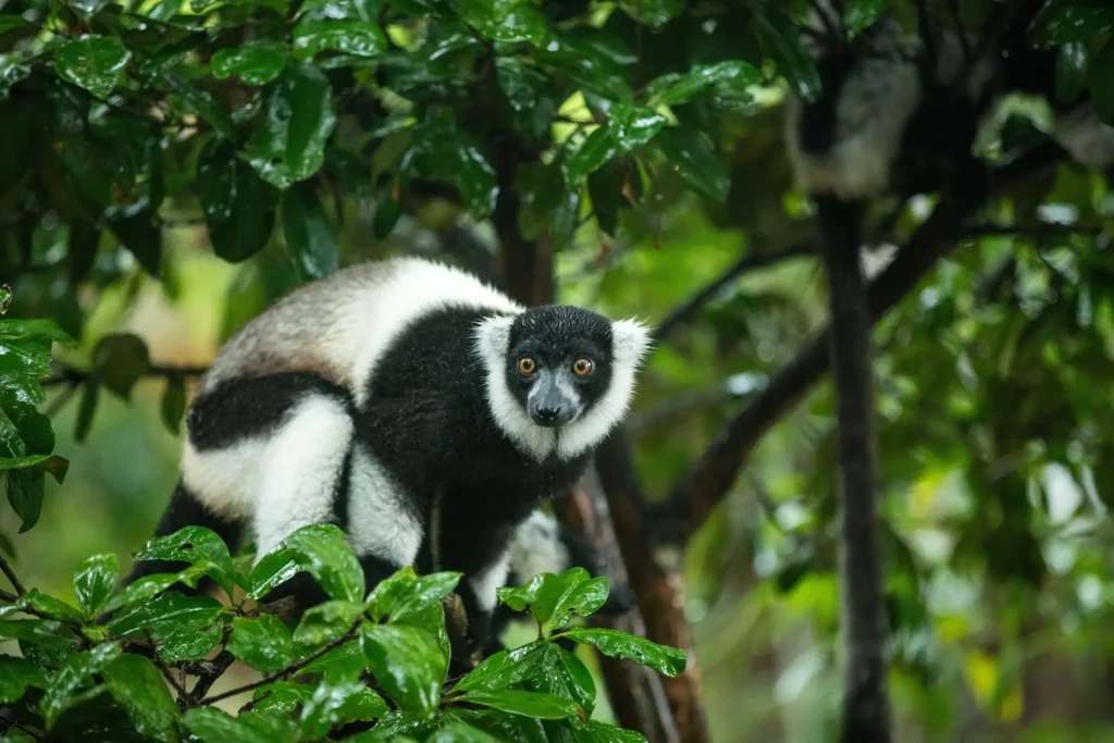 Lemurien, varecia veragata, office du tourisme de Toamasina, palmarium, Ivoloina